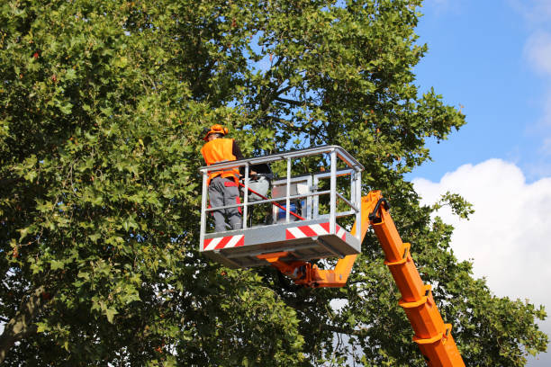 How Our Tree Care Process Works  in  South Berwick, ME